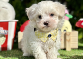 Maltese Terrier Kar Beyaz Pamuk Yavrularımız